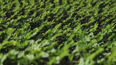 Tarım alanında gelişmekte olan canlı yeşil ekinlerin detaylı bir yakın çekim görüntüsü.