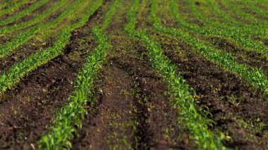 Göz kamaştırıcı, güzel yeşil ekin tarlaları zengin, verimli topraklarda canlı yeşil fideler sergiliyor.