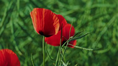 Güzel kırmızı gelincik çiçeğinin nefes kesici yakın görüntüsü zarif ve narin taç yapraklarını sergiliyor.