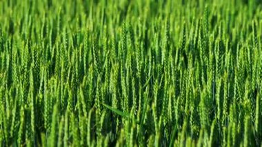 Taze yeşil buğday tarlaları gelişim ve ekimin ilk safhalarında sağlıklı büyümelerini sergiliyor.