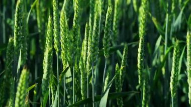 Taze yeşil buğday tarlaları gelişim ve ekimin ilk safhalarında sağlıklı büyümelerini sergiliyor.