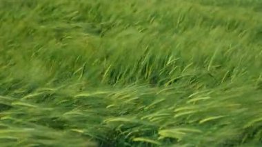Bereketli yeşil arpa hafif esintide sallanıyor, doğanın özünü güzel bir şekilde yakalıyor derin bir sükunet.