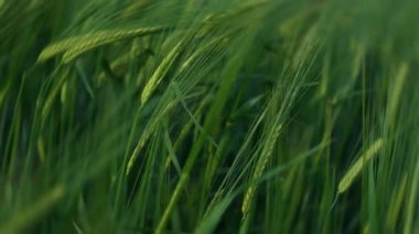 Bereketli yeşil arpa hafif esintide sallanıyor, doğanın özünü güzel bir şekilde yakalıyor derin bir sükunet.