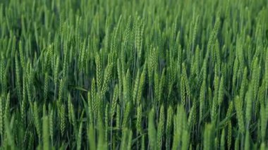 Taze yeşil buğday tarlaları gelişim ve ekimin ilk safhalarında sağlıklı büyümelerini sergiliyor.