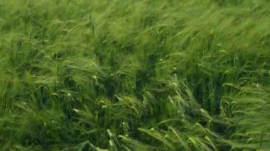 Bereketli yeşil arpa hafif esintide sallanıyor, doğanın özünü güzel bir şekilde yakalıyor derin bir sükunet.