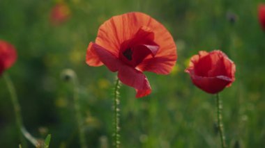 Büyüleyici bir haşhaş tarlası manzarası, canlı kırmızı çiçekler sergileniyor meltemde usulca salınıyor.