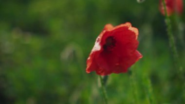 Ilık güneş ışığı altında canlı, yemyeşil bir alanda sallanan parlak kırmızı gelinciklerin yakın plan görüntüsü.