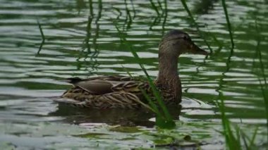 Ördek gölette. Ördek suda yüzüyor. Sudaki kuş. River Mallard ağır çekimde. Kuş yemi araması. Ördekler yiyecek arıyor. Yüksek kalite 4k görüntü
