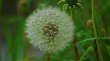 Bu tüylü karahindiba tohumu başının detaylı bir görüntüsü zarif bir şekilde canlı yeşil yapraklarla çevrili.
