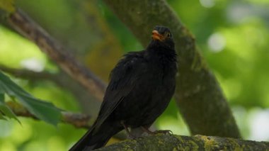 A captivating blackbird is elegantly perched on a branch, showcasing its striking beauty and grace in nature