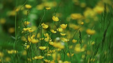 Gölün Kıyısındaki Sarı Çiçekler. Yakın çekim. Yüksek kalite 4k görüntü