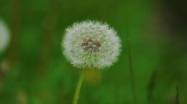 Bu tüylü karahindiba tohumu başının detaylı bir görüntüsü zarif bir şekilde canlı yeşil yapraklarla çevrili.