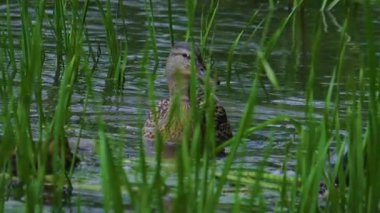 Vahşi ördekler gölde vakit geçirir. Yüksek kalite 4k görüntü
