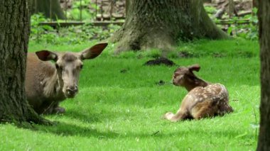 In a peaceful and serene forest setting, a young fawn gently interacts with its nurturing mother deer