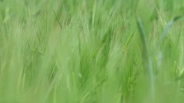 Bereketli yeşil arpa hafif esintide sallanıyor, doğanın özünü güzel bir şekilde yakalıyor derin bir sükunet.