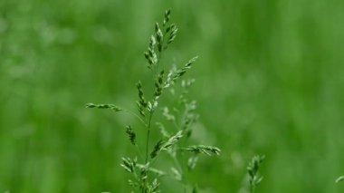 Doğanın yemyeşil arka planında hafifçe sallanan canlı çimenlerin sakin ve sakin bir yakınlaşması.