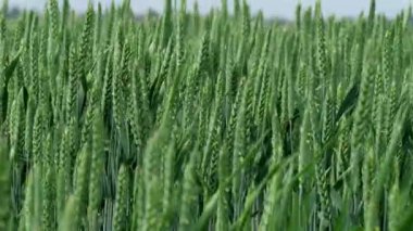 Taze yeşil buğday tarlaları gelişim ve ekimin ilk safhalarında sağlıklı büyümelerini sergiliyor.