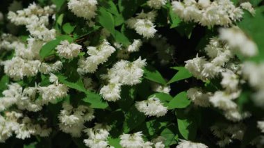 Sambucus çalılığı. İyileştirme bitkisi. Elderflower şurubu için mürver çiçeği. Mürver ağacından beyaz çiçek başlıkları. İçecek ve ilaç üretimi için bitki bazlı doğal hammaddeler. 4K görüntü. Yüksek kalite 4k görüntü