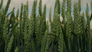 Bereketli yeşil buğday, parlak mavi bir gökyüzünün altında nazikçe sallanıyor, doğanın cömertliğini güzel bir şekilde sergiliyor.