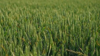 Taze yeşil buğday tarlaları gelişim ve ekimin ilk safhalarında sağlıklı büyümelerini sergiliyor.