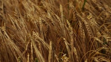 Esintide sallanan altın buğdayın nefes kesen manzarası, inanılmaz bir hasat güzelliği sergiliyor