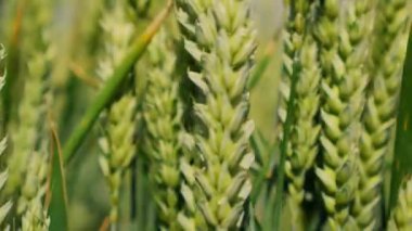 Esintide sallanan altın buğdayın nefes kesen manzarası, inanılmaz bir hasat güzelliği sergiliyor