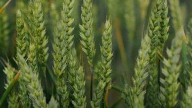 Bu yakın plan yeşil buğday saplarını yakalar, güneşli bir alanda gelişir, bol miktarda ödül sunar.