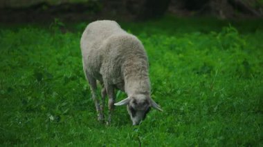 Yeşil bir çayırda otlayan komik koyunlar. Çimleri çiğniyor ve lense bakıyor. Yüksek kalite 4k görüntü