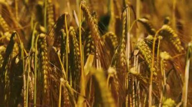 Engin altın buğday tarlalarının göz kamaştırıcı bir görüntüsü parlak güneşin altında zarif bir şekilde sallanıyor.