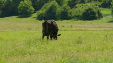 Berrak mavi gökyüzünün altında yemyeşil bir çayırda tek başına otlayan siyah bir ineğin huzurlu ve huzurlu bir görüntüsü.