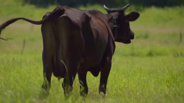 Berrak mavi gökyüzünün altında yemyeşil bir çayırda tek başına otlayan siyah bir ineğin huzurlu ve huzurlu bir görüntüsü.