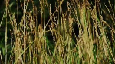 Güzel altın çimenler hafif meltemde sallanıyor Ilık güneşli bir gökyüzünün altında Işıl ışıl ışıkla