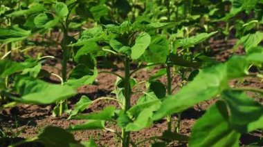 Ayçiçeği. Genç yeşil ayçiçeği bitkileri. Genç ayçiçeği tarlası. Tarım Arazisi ve Endüstrisi.