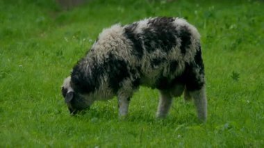 Yeşil bir çayırda otlayan komik koyunlar. Çimleri çiğniyor ve lense bakıyor. Yüksek kalite 4k görüntü