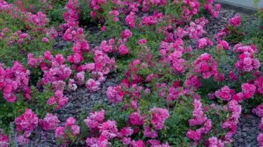 Bahçede pembe güller açan bir çalı. Gün batımında. Yüksek kalite 4k görüntü