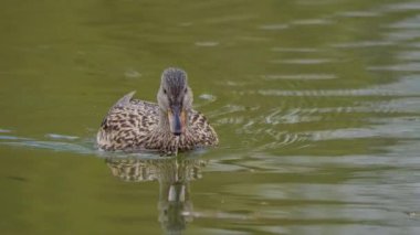 Gölde yüzen Mallard Duck, 4K görüntü. Yüksek kalite 4k görüntü