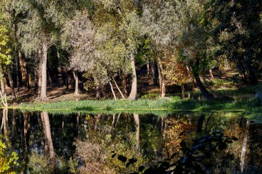 Autumn Rechka Psel harika bir ekran koruyucu olacak.