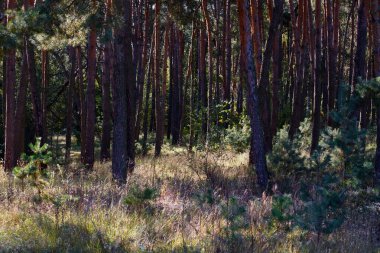 Harika bir ormanda altın sonbahar zamanı.
