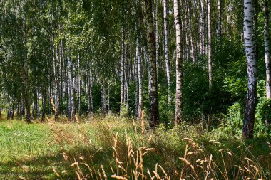 Güneşli bir günde Güzel bir yaz ormanı.