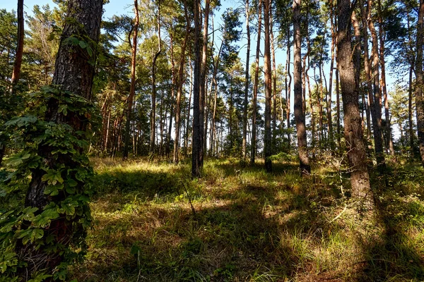 Harika bir ormanda altın sonbahar zamanı.