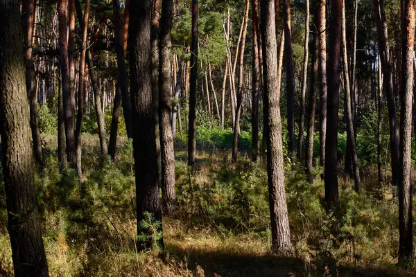 Harika bir ormanda altın sonbahar zamanı.