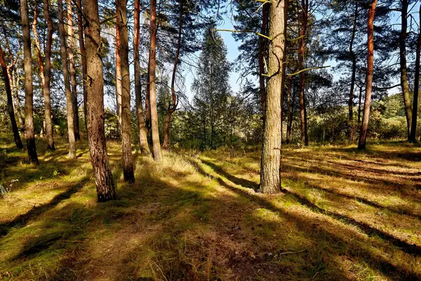 Harika bir ormanda altın sonbahar zamanı.