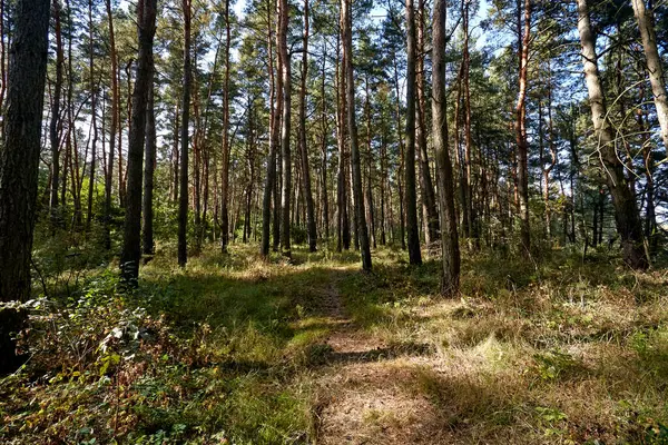 Harika bir ormanda altın sonbahar zamanı.
