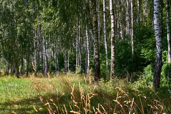 Güneşli bir günde Güzel bir yaz ormanı.