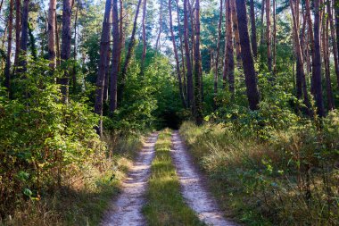 Güneşli bir günde Güzel bir yaz ormanı.