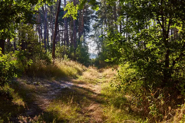 Güneşli bir günde Güzel bir yaz ormanı.