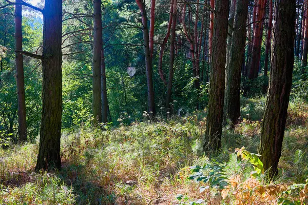Güneşli bir günde Güzel bir yaz ormanı.