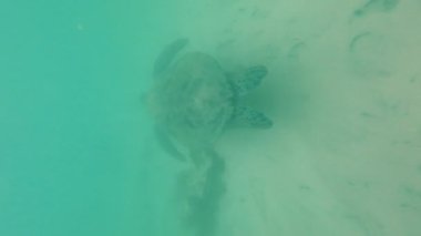 Okyanusta yüzen büyük kaplumbağa, dikey video. Yüksek kalite 4k görüntü