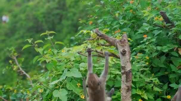 猴子在树枝上旋转巴厘努沙佩尼达高质量的4K镜头 — 图库视频影像