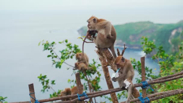 Família Macacos Ilha Macaco Coçar Costas Imagens Alta Qualidade — Vídeo de Stock